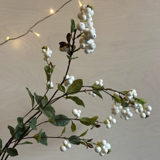 Zars ar baltām odziņām